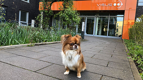VISUS Office Dog - Leo VISUS Office Dog - Leo